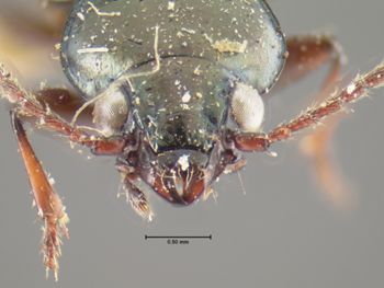 Media type: image;   Entomology 16298 Aspect: head frontal view